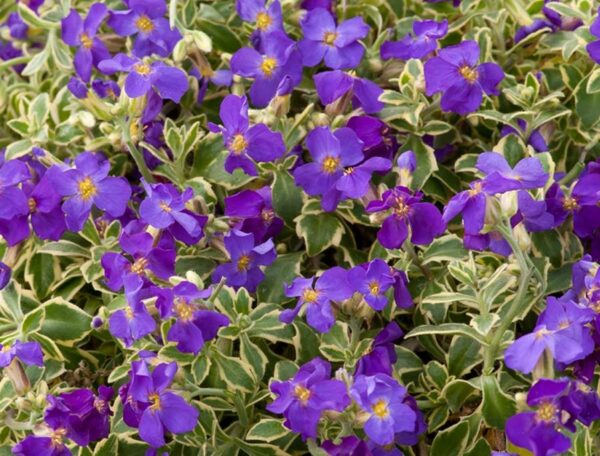Aubrieta Deltoidea Variegated (LARGE) Perennial Garden Alpine Plug Plants Pack x6