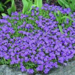 Aubrieta 'Blaumeise' (LARGE) Perennial Garden Alpine Plug Plants Pack x6
