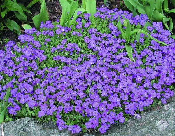 Aubrieta 'Blaumeise' (LARGE) Perennial Garden Alpine Plug Plants Pack x6