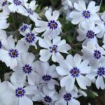 Phlox Subulata 'Bavaria' Creeping Perennial (LARGE) Plug Plants Pack x6