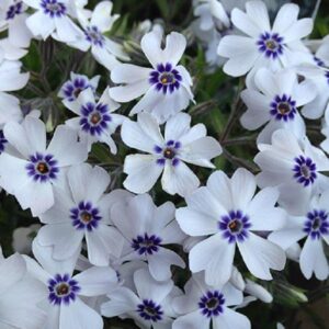 Phlox Subulata 'Bavaria' Creeping Perennial (LARGE) Plug Plants Pack x6