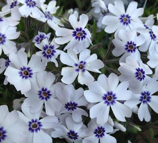 Phlox Subulata 'Bavaria' Creeping Perennial (LARGE) Plug Plants Pack x6