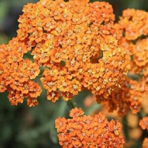 Achillea Millefolium 'Terracotta' Perennial LARGE Plug Plants Pack x6