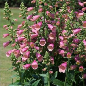 Foxglove Digitalis Artic Fox Rose (LARGE) Plug Plants Pack x6