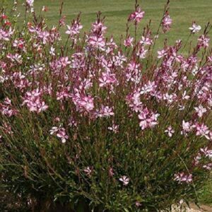Gaura Lindheimeri 'Summer Emotions' Perennial Garden (LARGE) Pack x6 Plug Plants