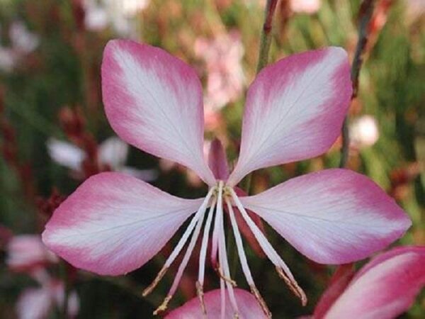 Gaura Lindheimeri 'Summer Emotions' Perennial Garden (LARGE) Pack x6 Plug Plants
