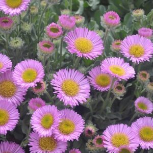 Erigeron Glaucus 'Sea Breeze Pink' Perennial Garden LARGE Plug Plants Pack x6