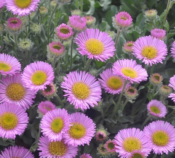 Erigeron Glaucus 'Sea Breeze Pink' Perennial Garden LARGE Plug Plants Pack x6