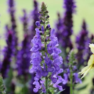 Salvia Nemorosa Sky Blue Marvel (Large) Perennial Plug Plants Pack x6