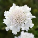 Scabious / Scabiosa Flutter™ Pure White Pack x6 LARGE Plug Plants