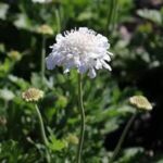 Scabious / Scabiosa Flutter™ Pure White Pack x6 LARGE Plug Plants