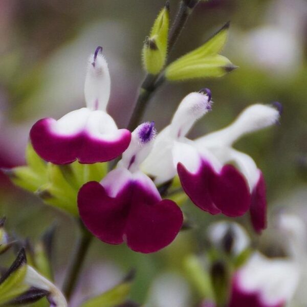 Salvia 'Amethyst Lips' Perennial XXL Supersize Plug Plants Pack x3