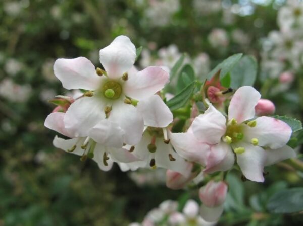 Pack x3 Escallonia White 'Apple Blossom' Perennial XXL Supersize Plug Plants