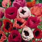 Papaver Orientale Poppy 'New Hybrids Mix' Perennial Plug Plants Pack x6