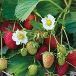 Strawberry Plants 'Elan F1' XXL Plugs Pack x3