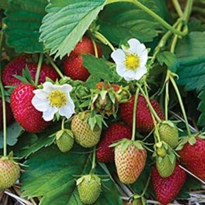 Strawberry Plants 'Elan F1' XXL Plugs Pack x3