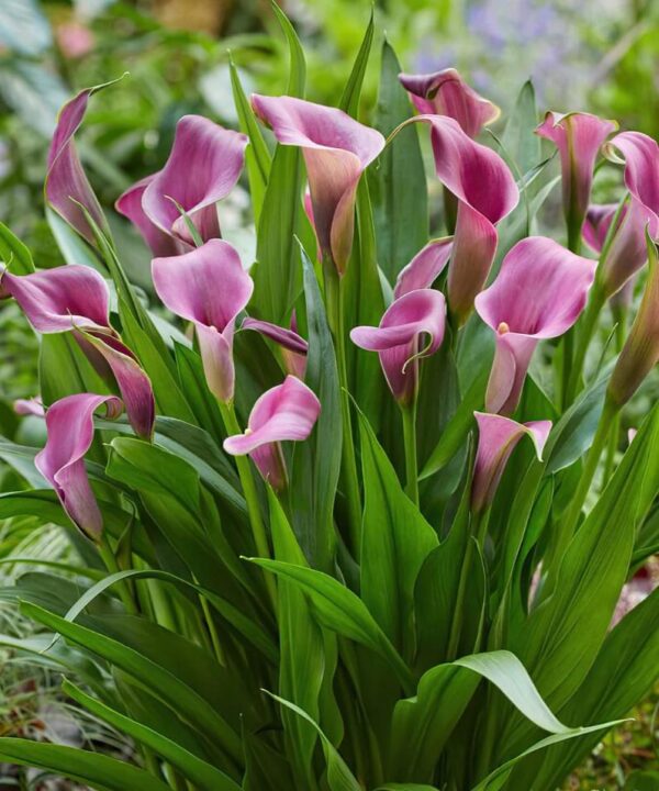 Zantedeschia ( Calla Lily) Grape Velvet Pack x2 Bulbs
