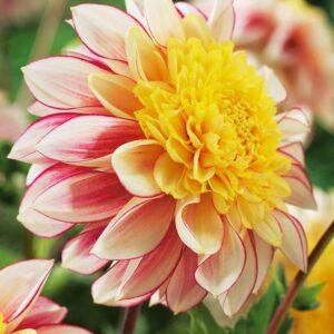 Anenome Dahlia 'Polka' WPC Prins Bulbs/Tubers/Roots Pack x1