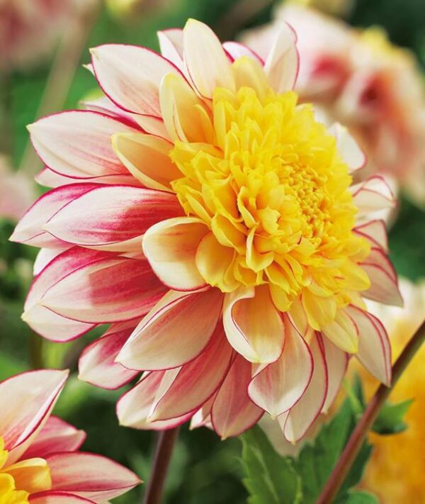 Anenome Dahlia 'Polka' WPC Prins Bulbs/Tubers/Roots Pack x1