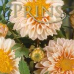 Anenome Dahlia 'Polka' WPC Prins Bulbs/Tubers/Roots Pack x1