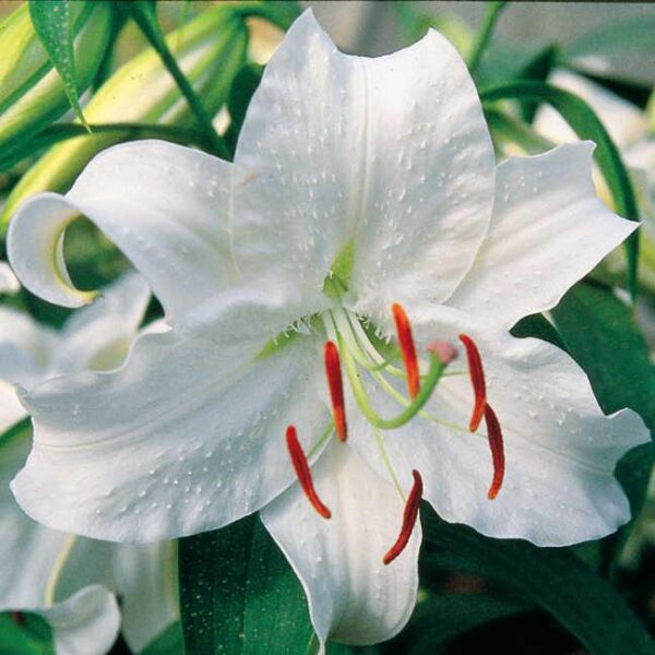 Lilium (Oriental Lily) White 'Casablanca' Quality Bulbs/Tubers Pack x2