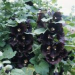 Hollyhock 'Alcea Rosea Black Watchman' Perennial Garden Plug Plants Pack x6