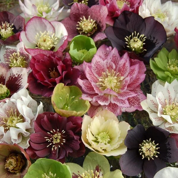 Helleborus Orientalis Mixed Perennial LARGE Plug Plants Pack x3