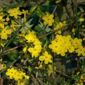 Jasminum Nudiflorum (Winter Jasmine) XXL Supersize Plug Plants Pack x3