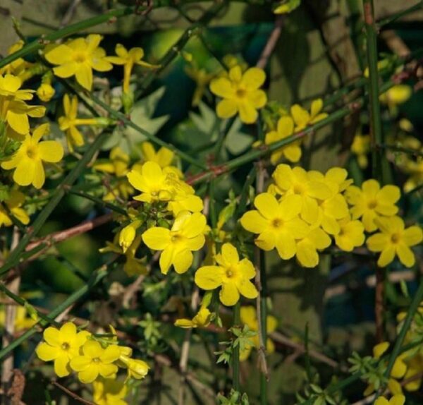 Jasminum Nudiflorum (Winter Jasmine) XXL Supersize Plug Plants Pack x3