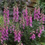Foxglove Digitalis 'Panther' (LARGE) Plug Plants Pack x6