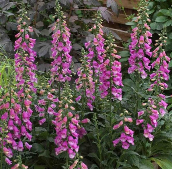 Foxglove Digitalis 'Panther' (LARGE) Plug Plants Pack x6