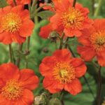 Geum 'Koi Orange' Perennial Garden (Large) Plug Plants Pack x6