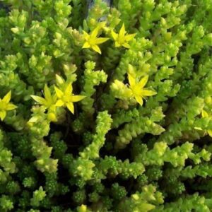 Sedum Elegans Acre 'Goldmoss Stonecrop' Perennial Plug Plants Pack x6
