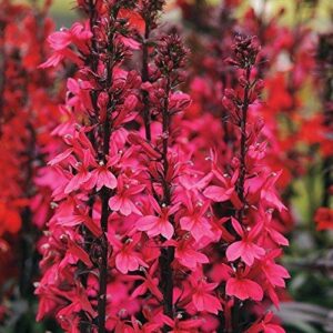 Lobelia 'Starship Deep Rose' Perennial (LARGE) Plug Plants Pack x6