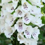 Foxglove 'White Hybrid Dalmatian F1 (LARGE) Cottage Garden Plug Plants Pack X6