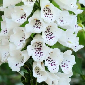 Foxglove 'White Hybrid Dalmatian F1 (LARGE) Cottage Garden Plug Plants Pack X6