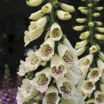 Foxglove 'Cream Hybrid Dalmation F1 (LARGE) Cottage Garden Plug Plants Pack X6