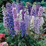 Delphinium Magic Fountains Mix (LARGE) Perennial Garden Plug Plants Pack x6