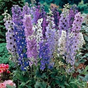 Delphinium Magic Fountains Mix (LARGE) Perennial Garden Plug Plants Pack x6