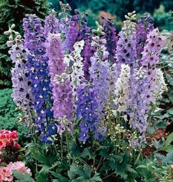 Delphinium Magic Fountains Mix (LARGE) Perennial Garden Plug Plants Pack x6