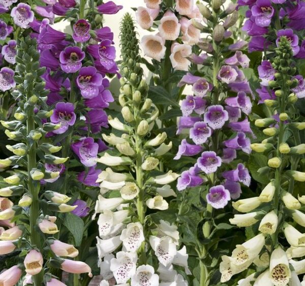 Foxglove 'Dalmation Mixed' Digitalis (LARGE) Plug Plants Pack x6