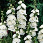 Hollyhock Chater's Double White Perennial LARGE Plug Plants Pack x6