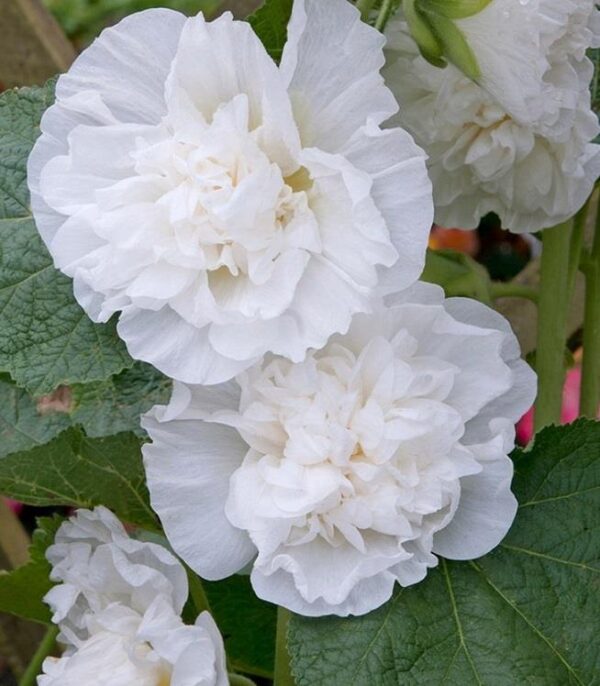 Hollyhock Chater's Double White Perennial XXL Supersize Plug Plants Pack x3