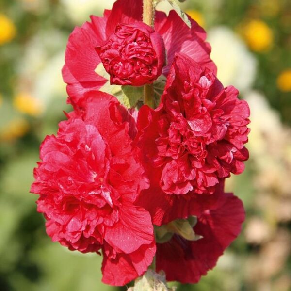 Hollyhock Chater's Double Scarlet Perennial LARGE Plug Plants Pack x6