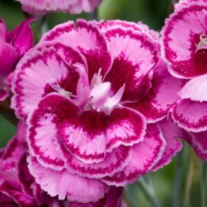 Dianthus 'Moulin Rouge' Pinks Perennial Garden Plug Plants Pack x6