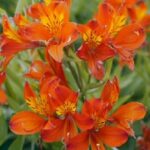 Alstroemeria 'Orange King' Bulbs,Tubers & Bareroot Perennials Pack x1