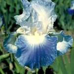 Iris German Bearded 'Clarence' Quality Bulb/Tuber/Rhizome Pack x1