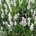 Salvia ‘Sallyfun' Snow White Perennial Garden Plug Plants Pack x6