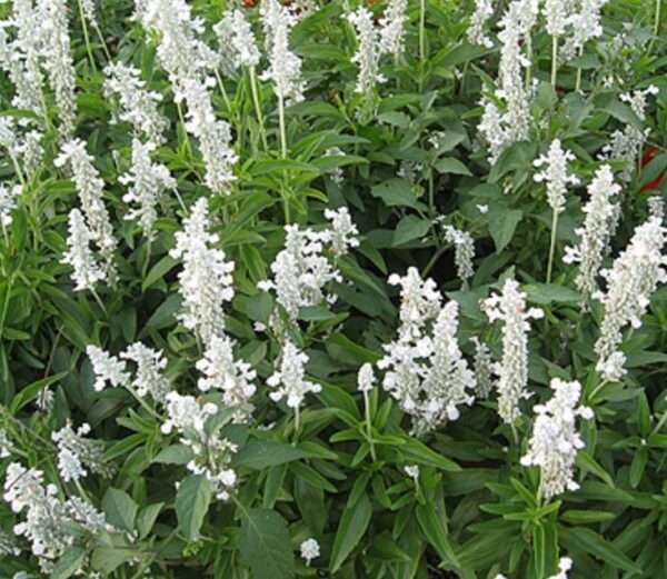 Salvia ‘Sallyfun' Snow White Perennial Garden Plug Plants Pack x6