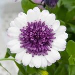 Osteospermum Cape Daisy 3D 'Blueberry Shake Summer Plug Plants Pack x6